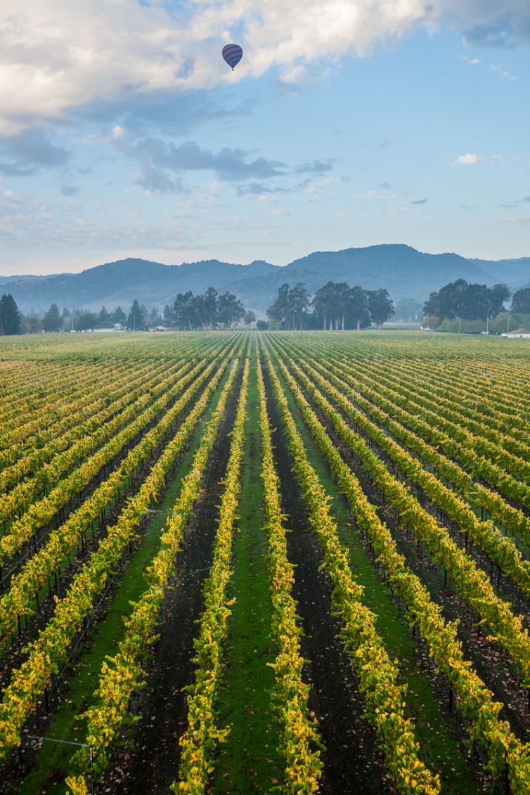 Travel Photography - Wine Country - A Shared Adventure In The Vineyards- Palm Island Creative