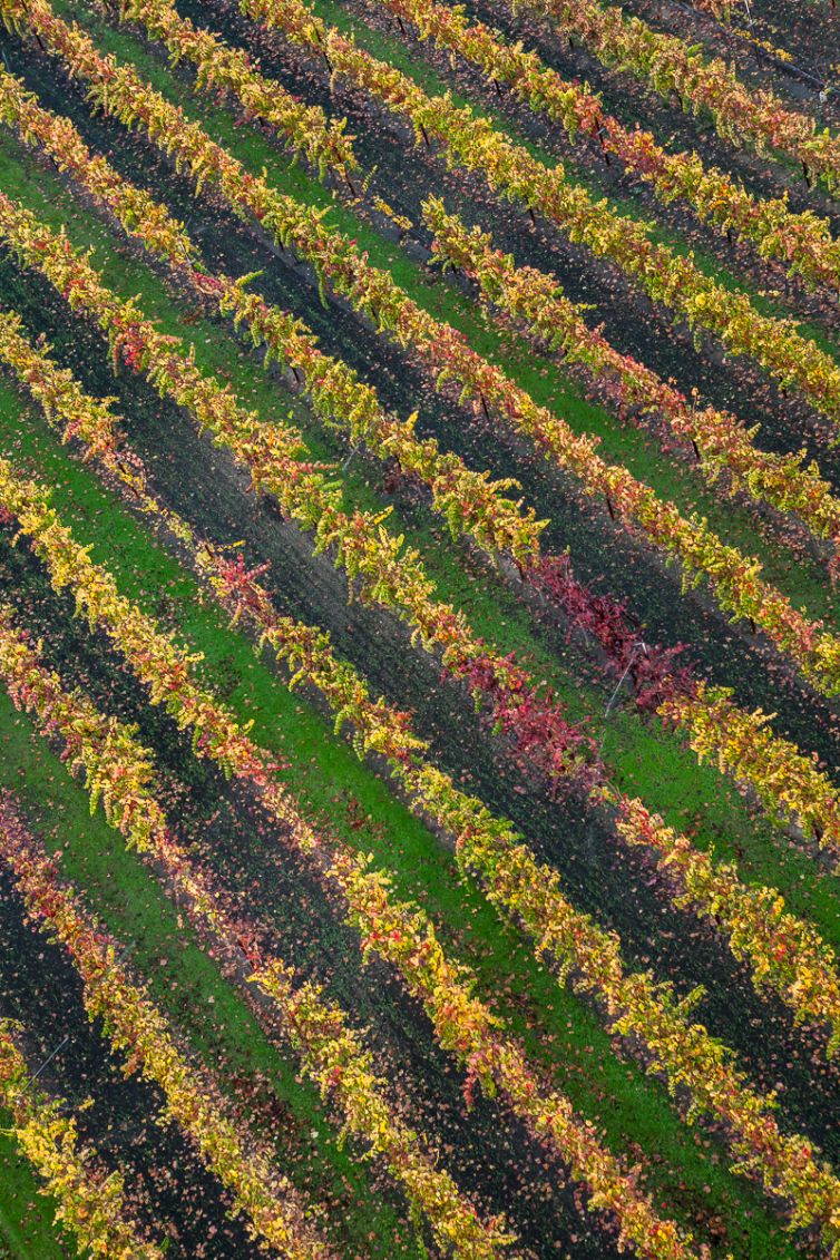 Travel Photography - Wine Country - A Shared Adventure In The Vineyards- Palm Island Creative