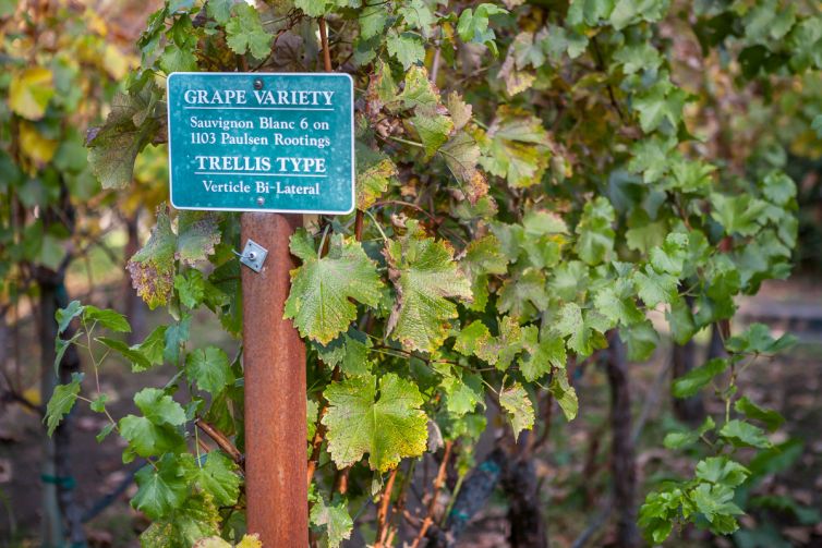 Travel Photography - Wine Country - A Shared Adventure In The Vineyards- Palm Island Creative