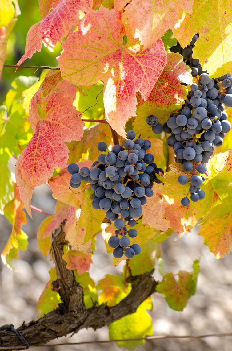 Travel Photography - Wine Country - A Shared Adventure In The Vineyards- Palm Island Creative