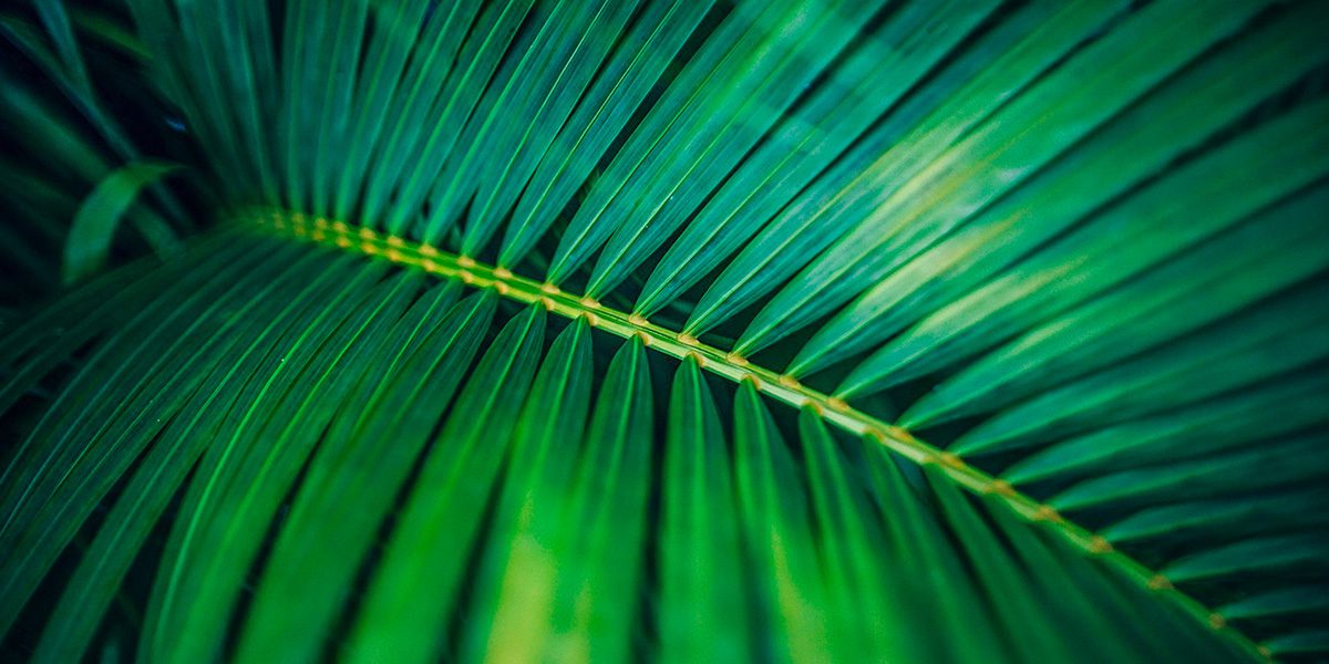 Web Development - Website Maintenance - Create - Palm Island Creative