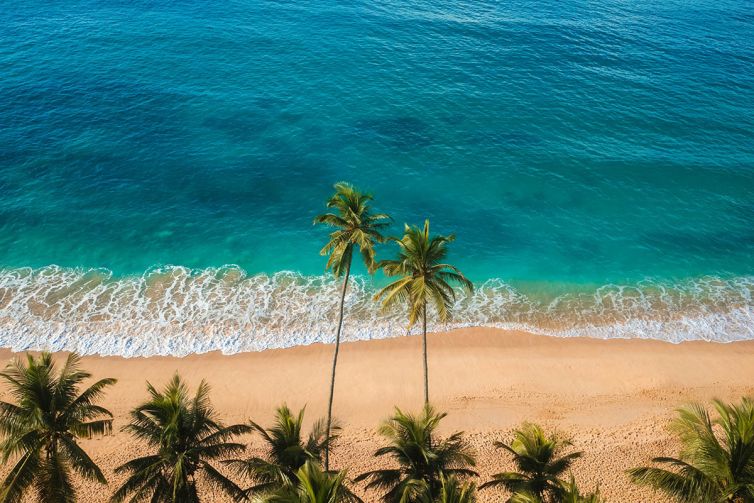 Thrive - Palm Island Creative