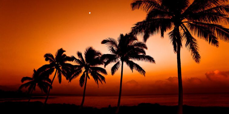 Travel & Tourism Photography - Photo Collection - Palm Island Creative